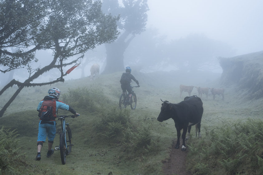 Trans Madeira 2019